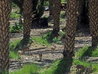 p5256521 f 1  Israel_2017 / unterwegs