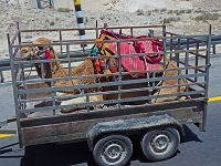 p5256528 f 1  Israel_2017 / unterwegs