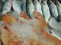 p5260318 f 1  Israel_2017 / Jerusalem - ein Marktbummel