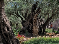 p5266771 f 1  Israel_2017 / Jerusalem - Garten Gethsemane mit Kirche der Nationen : ISR, Israel