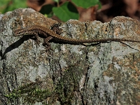 Lago 42  Wanderung von Cannero Rivera nach Cannobio