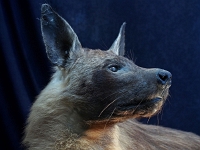 P6171505 1  Kolmanskuppe