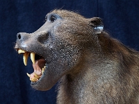 p6171530 1  Kolmanskuppe