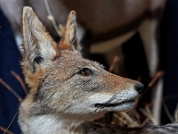 p6171531 1  Kolmanskuppe