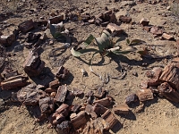 p6242128 1  steinerner Wald