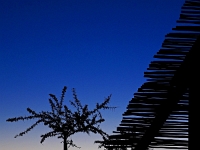 p6180049 1  Dessert Qiuver Camp