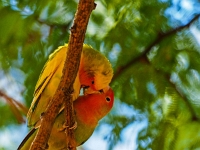 p6130073 1  Gaestefarm