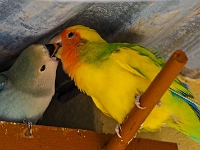 p6130079 1  Gaestefarm