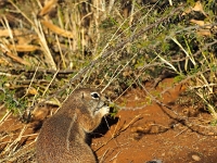 p6130098 1  abendliche Fahrt in den Sonnenuntergang