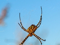 p6130115 1  abendliche Fahrt in den Sonnenuntergang