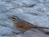p6150261 1  unten im Canyon