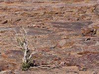 p6151400 1  auf dem Weg nach oben