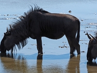 p6250226 1  namibia_2016