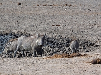 p6250269 1  namibia_2016
