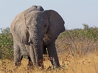 p6250304 1  namibia_2016