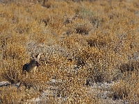 p6250334 1  namibia_2016