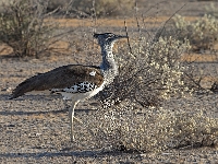 p6250343 1  namibia_2016