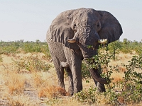 p6252296 1  namibia_2016