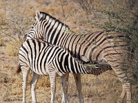 p6252308 1  namibia_2016