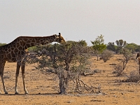 p6252311 1  namibia_2016