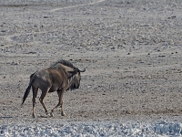 p6260423 1  namibia_2016