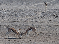 p6260424 1  namibia_2016