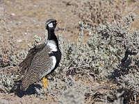 p6260431 1  namibia_2016
