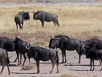 p6260493 1  namibia_2016