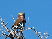 p6260537 1  namibia_2016