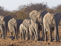 p6260564 1  namibia_2016