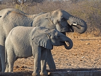 p6260569 1  namibia_2016