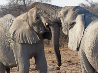 p6260597 1  namibia_2016