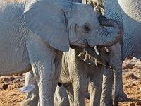 p6260601 1  namibia_2016