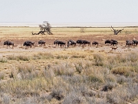 p6262325 1  namibia_2016