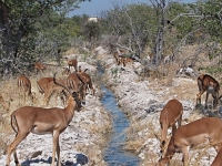p6262340 1  namibia_2016