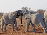 p6262373 1  namibia_2016