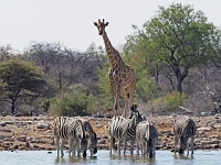 p6270631 1  namibia_2016