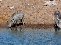 p6270681 1  namibia_2016