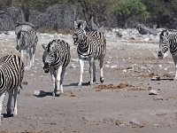 p6270688 1  namibia_2016