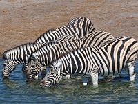 p6270694 1  namibia_2016