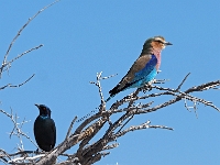 p6270702 1  namibia_2016