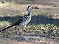 p6270759 1  namibia_2016