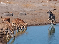 p6272398 1  namibia_2016