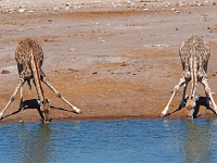 p6272434 1  namibia_2016