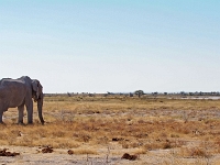 p6272450 1  namibia_2016