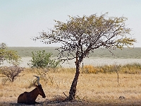 p6272454 1  namibia_2016