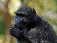 p6290027 1  namibia_2016