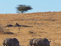 p6290886 1  namibia_2016