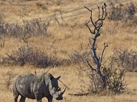 p6290895 1  namibia_2016
