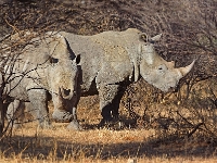 p6290898 1  namibia_2016